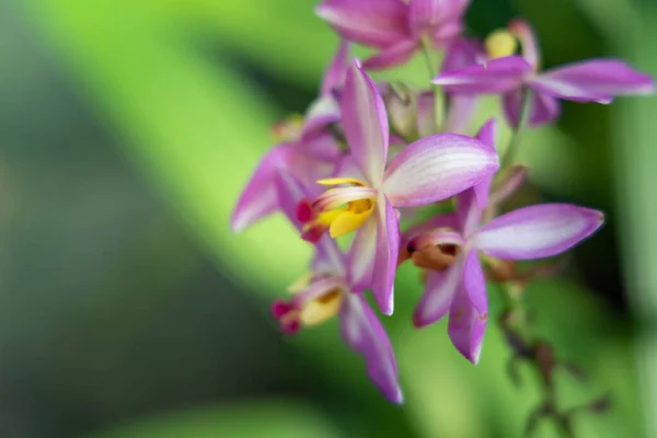 Das Hintergrundbild der bunten Blumen — Stockfoto