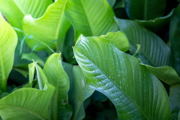 나뭇잎클로즈업의 배경 텍스처. 녹색 잎 배경 wi — 스톡 사진