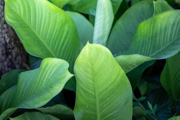 Фоновая текстура листьев крупным планом. Зеленые листья — стоковое фото