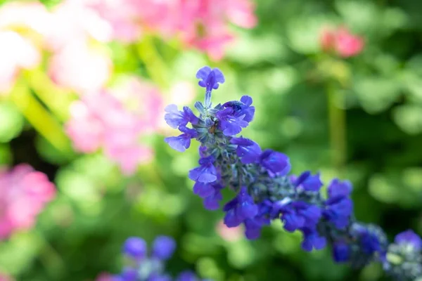 The background image of the colorful flowers — Stock Photo, Image