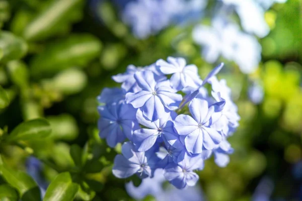 Das Hintergrundbild der bunten Blumen — Stockfoto