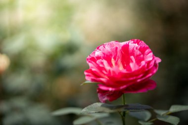 Bahçedeki güller, güzel güneşli bir günde güller güzeldir..