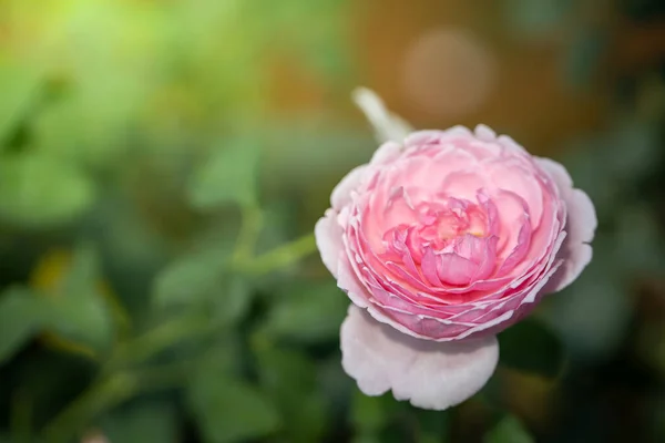 Roses in the garden, Roses are beautiful with a beautiful sunny day.