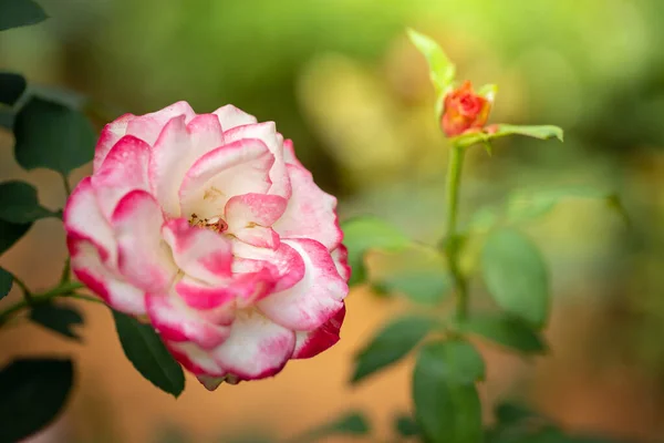 Rosas Jardín Rosas Son Hermosas Con Hermoso Día Soleado — Foto de Stock