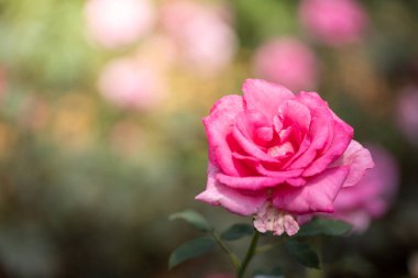 Bahçedeki güller, güzel güneşli bir günde güller güzeldir..