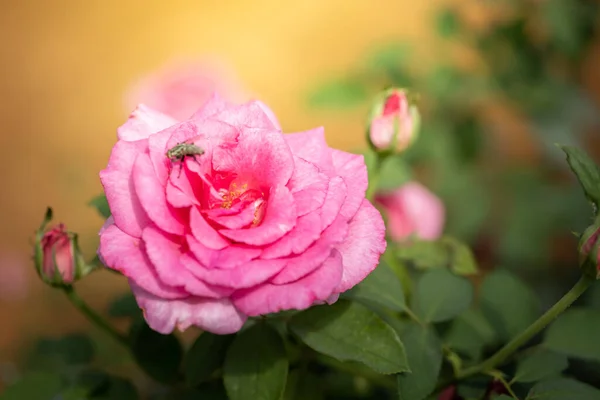 Rosas Jardín Rosas Son Hermosas Con Hermoso Día Soleado — Foto de Stock