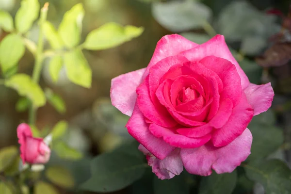 Rosas Jardín Rosas Son Hermosas Con Hermoso Día Soleado — Foto de Stock