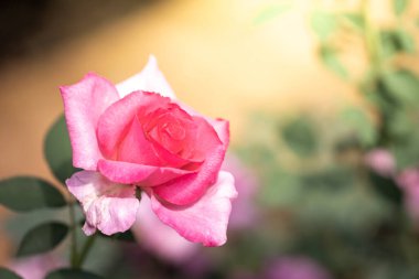 Bahçedeki güller, güzel güneşli bir günde güller güzeldir..