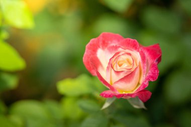 Bahçedeki güller, güzel güneşli bir günde güller güzeldir..