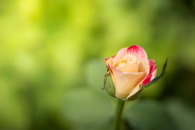 Bahçedeki güller, güzel güneşli bir günde güller güzeldir..