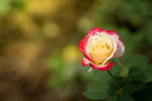 Roses Garden Roses Beautiful Beautiful Sunny Day — Stock Photo, Image