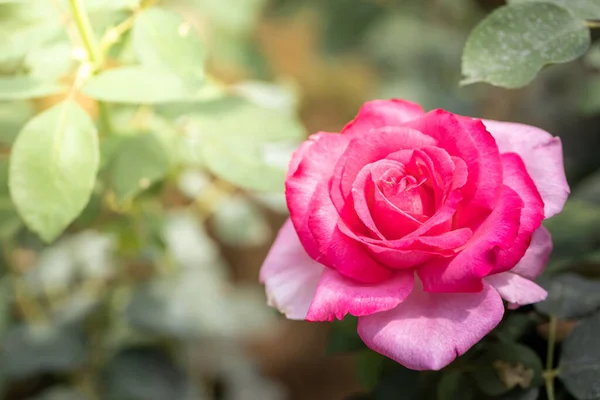 Rosas Jardín Rosas Son Hermosas Con Hermoso Día Soleado — Foto de Stock