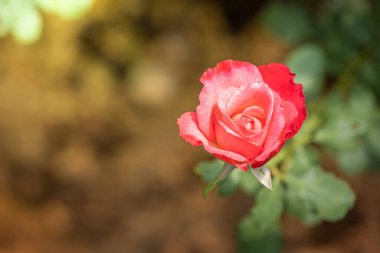 Bahçedeki güller, güzel güneşli bir günde güller güzeldir..