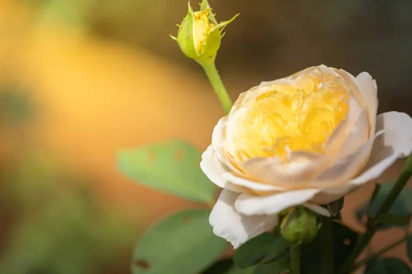 Rosas Jardín Rosas Son Hermosas Con Hermoso Día Soleado — Foto de Stock