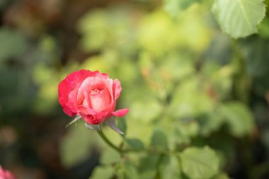 Bahçedeki güller, güzel güneşli bir günde güller güzeldir..