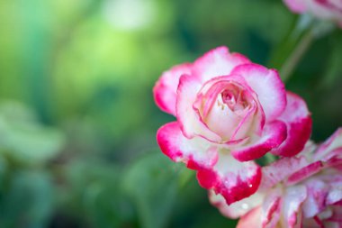 Bahçedeki güller, güzel güneşli bir günde güller güzeldir..