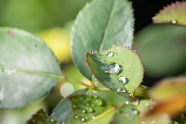 Bahçedeki güneş ışığı altında yeşil yaprağı kapat. Kopyalama alanı olan doğal arkaplan.