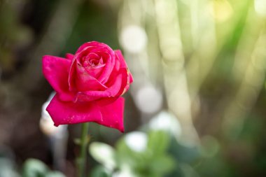 Bahçedeki güller, güzel güneşli bir günde güller güzeldir..