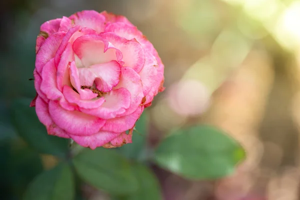 Rosas Jardín Rosas Son Hermosas Con Hermoso Día Soleado — Foto de Stock