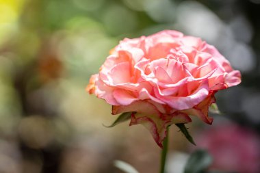 Bahçedeki güller, güzel güneşli bir günde güller güzeldir..