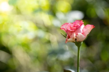 Bahçedeki güller, güzel güneşli bir günde güller güzeldir..