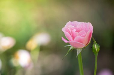 Bahçedeki güller, güzel güneşli bir günde güller güzeldir..
