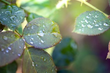 Bahçedeki güneş ışığı altında yeşil yaprağı kapat. Kopyalama alanı olan doğal arkaplan.