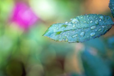 Bahçedeki güneş ışığı altında yeşil yaprağı kapat. Kopyalama alanı olan doğal arkaplan.