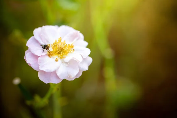 Rozen Tuin Rozen Zijn Mooi Met Een Mooie Zonnige Dag — Stockfoto