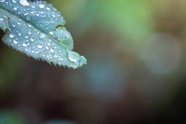 Close Green Leaf Sunlight Garden Natural Background Copy Space — Stock Photo, Image