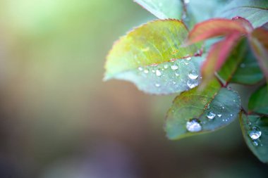 Bahçedeki güneş ışığı altında yeşil yaprağı kapat. Kopyalama alanı olan doğal arkaplan.