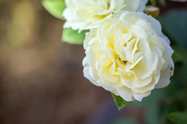 Rosas Jardín Rosas Son Hermosas Con Hermoso Día Soleado — Foto de Stock