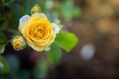Bahçedeki güller, güzel güneşli bir günde güller güzeldir..