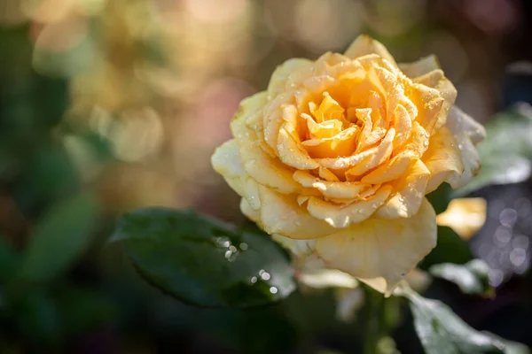 Rosas Jardín Rosas Son Hermosas Con Hermoso Día Soleado — Foto de Stock