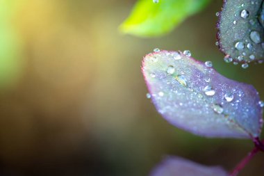 Bahçedeki güneş ışığı altında yeşil yaprağı kapat. Kopyalama alanı olan doğal arkaplan.