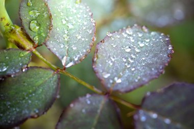 Bahçedeki güneş ışığı altında yeşil yaprağı kapat. Kopyalama alanı olan doğal arkaplan.
