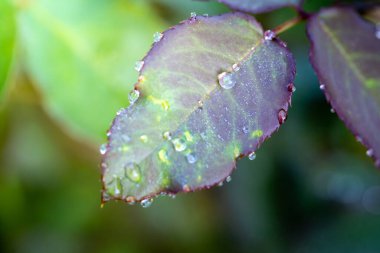 Bahçedeki güneş ışığı altında yeşil yaprağı kapat. Kopyalama alanı olan doğal arkaplan.
