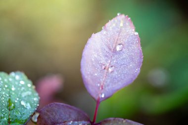 Bahçedeki güneş ışığı altında yeşil yaprağı kapat. Kopyalama alanı olan doğal arkaplan.