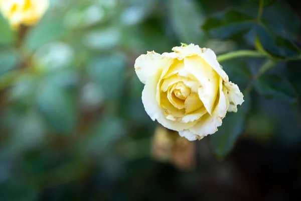 Rosen Garten Rosen Sind Schön Mit Einem Schönen Sonnigen Tag — Stockfoto