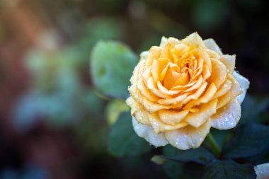 Bahçedeki güller, güzel güneşli bir günde güller güzeldir..