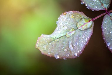 Bahçedeki güneş ışığı altında yeşil yaprağı kapat. Kopyalama alanı olan doğal arkaplan.