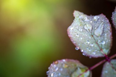 Bahçedeki güneş ışığı altında yeşil yaprağı kapat. Kopyalama alanı olan doğal arkaplan.