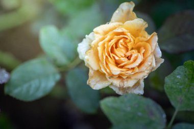 Bahçedeki güller, güzel güneşli bir günde güller güzeldir..