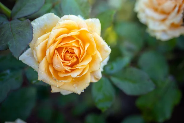 Mawar Taman Mawar Yang Indah Dengan Hari Yang Cerah Indah — Stok Foto