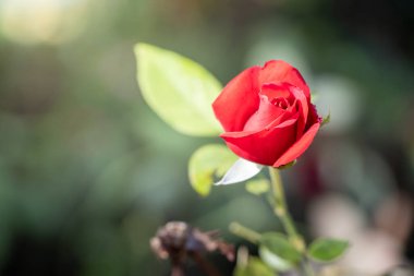 Bahçedeki güller, güzel güneşli bir günde güller güzeldir..