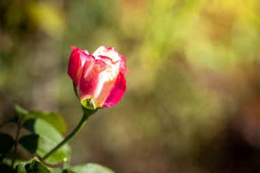 Bahçedeki güller, güzel güneşli bir günde güller güzeldir..