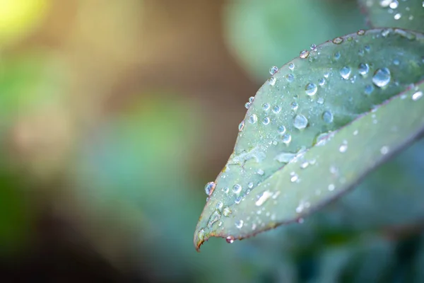 Close Foglia Verde Sotto Luce Del Sole Giardino Sfondo Naturale — Foto Stock