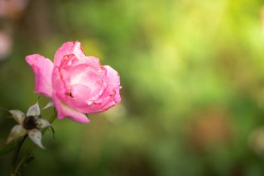 Bahçedeki güller, güzel güneşli bir günde güller güzeldir..