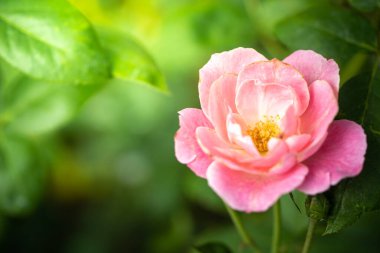 Bahçedeki güller, güzel güneşli bir günde güller güzeldir..