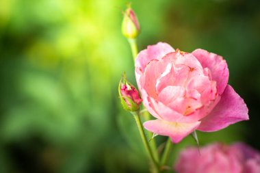 Bahçedeki güller, güzel güneşli bir günde güller güzeldir..
